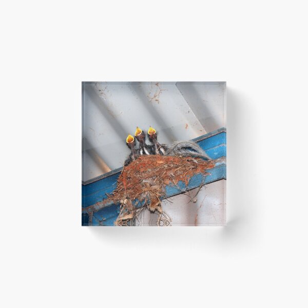Feed Me! Acrylic Block