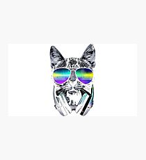 Cool Cat Photographic Print