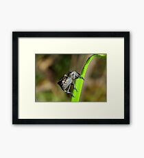 Evil Weevil Framed Print