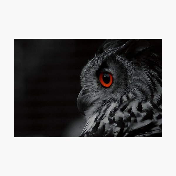 Item preview, Black and white owl designed and sold by lee ingleton.