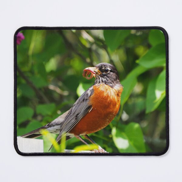 Item preview, American Robin Carrying Some Fresh Worms designed and sold by BackyardBirder.