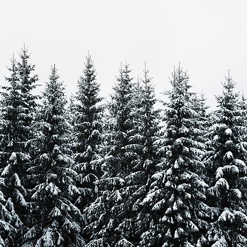 Artwork thumbnail, The White Bunch // Misty Moody Foggy Milky Winter Wonderland Forest With Cascadia Trees Covered In Magic Fog by Tordis Kayma
