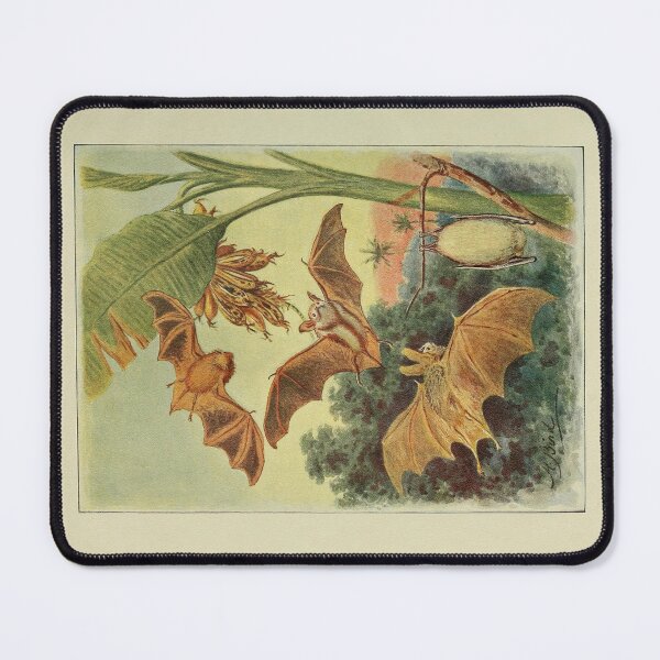 Item preview, Some Curiously Coloured Bats by Harrington Bird designed and sold by Amanda1775.