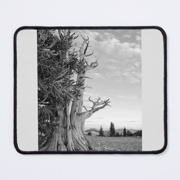 Item preview, Bristlecone Pine designed and sold by CarolM.