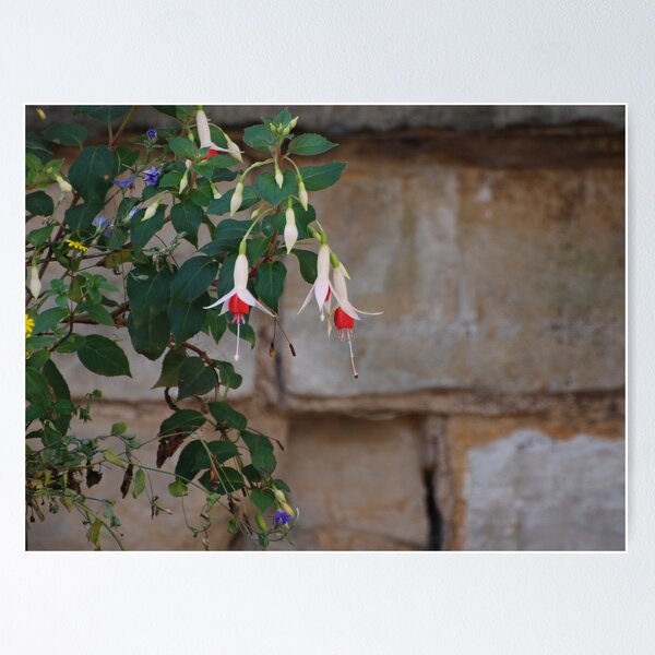 Nameless beauty Poster