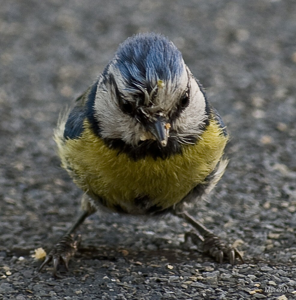 ""Very bad bird"" by MarekM Redbubble