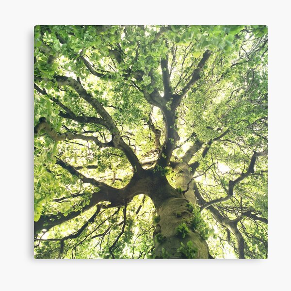 Item preview, Under Your Skin // Under Your Skin // Summer Breeze In A Wilderness Fairytale Forest With A Tree Covered In Magic Sunlight designed and sold by Tordis Kayma.