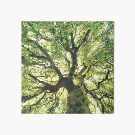 Item preview, Under Your Skin // Under Your Skin // Summer Breeze In A Wilderness Fairytale Forest With A Tree Covered In Magic Sunlight designed and sold by Tordis Kayma.