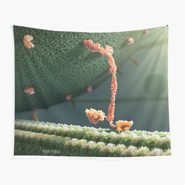 Kinesin Protein Walking by John Liebler Tapestry