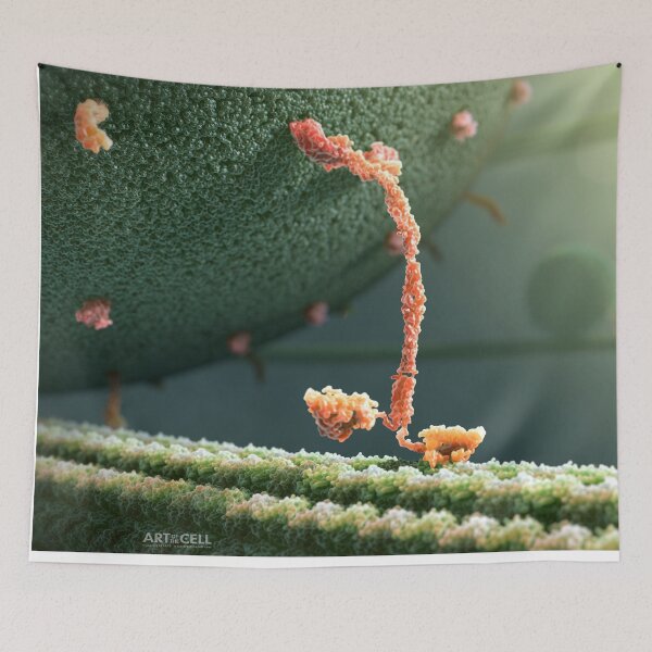Item preview, Kinesin Protein Walking by John Liebler designed and sold by John  Liebler.