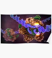 CRISPR Cas9 Genbearbeitung Poster