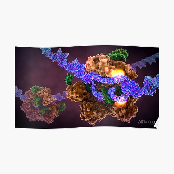 CRISPR Cas9 Gene Editing Poster