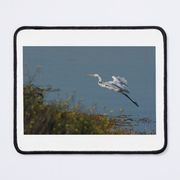 Item preview, Great Egret take off. designed and sold by PVphotography.