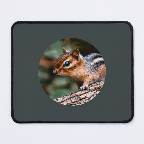 Item preview, Chipmunk Photograph designed and sold by RobinBadger.