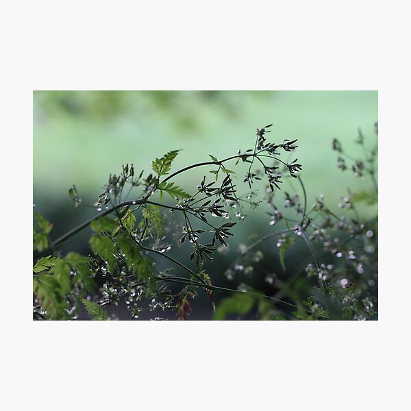 After the Rain Photographic Print
