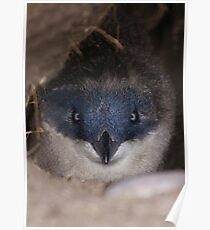 Penguin Poster