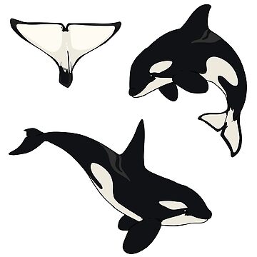 Artwork thumbnail, Orca Whale by Mylène Tax