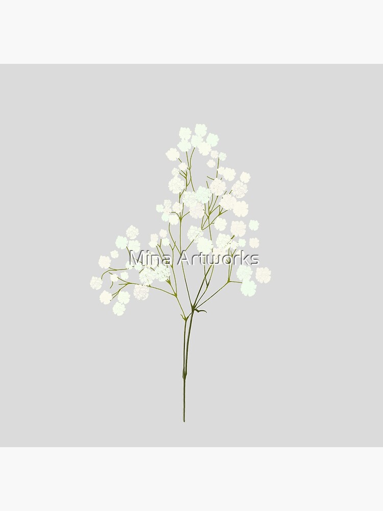 Baby breath flowers 