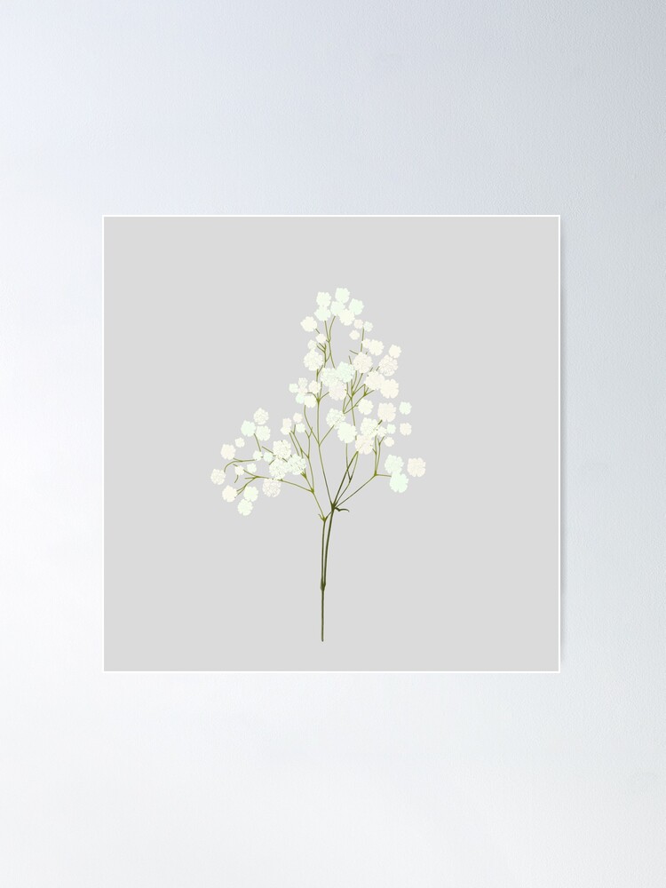 Baby breath flowers 