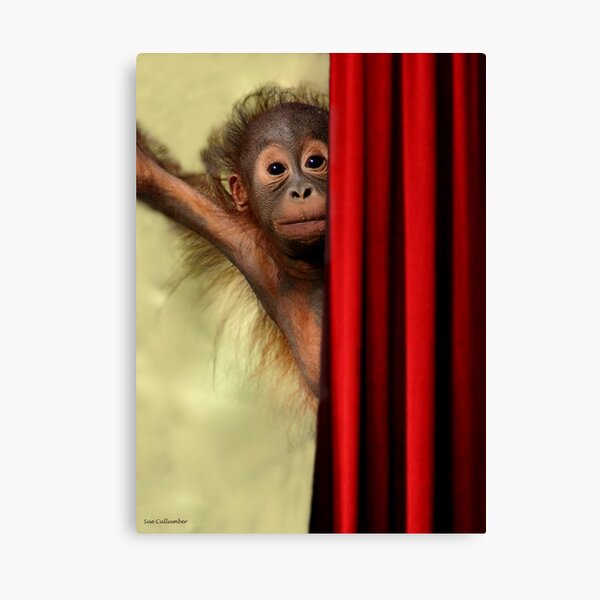 The Amazing Kasih Canvas Print