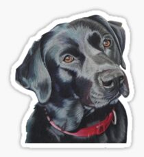 Indi the black Labrador Sticker