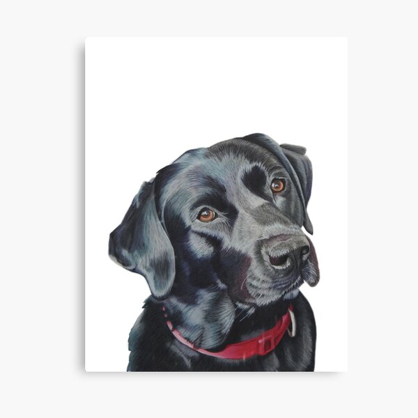 Indi the black Labrador Canvas Print