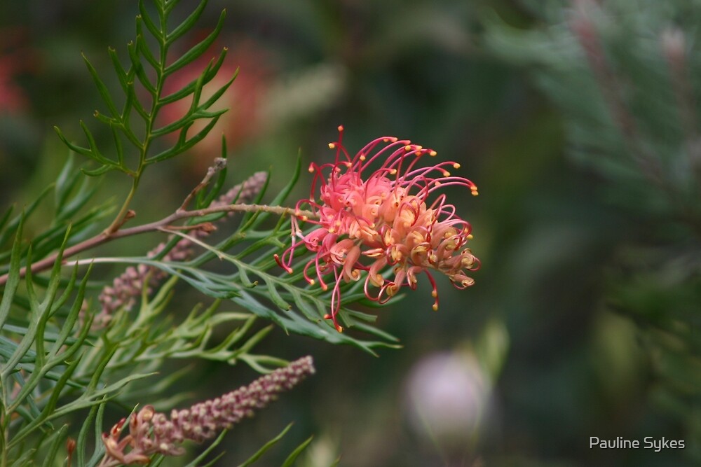 “Grevillea Ned Kelly” by Pauline Sykes | Redbubble