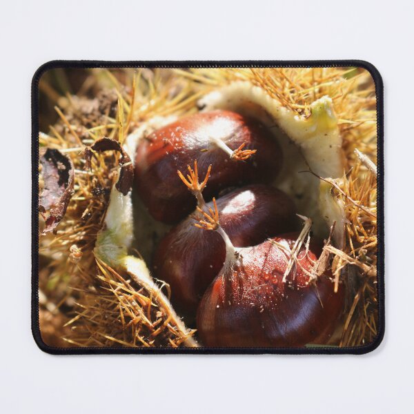 Item preview, Chestnuts designed and sold by pinkal.