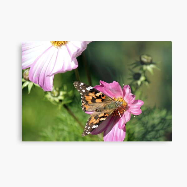 Butterfly in Flower Garden Metal Print