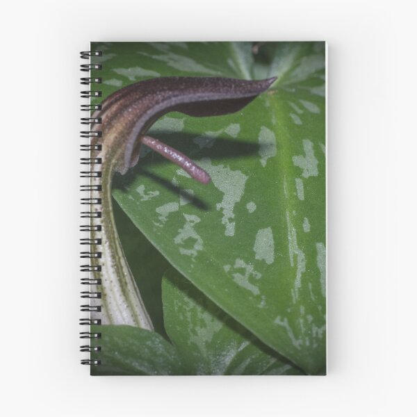 Item preview, Arisarum vulgare Family Araceae Common name Fryars cowl Pterostylus Orchid Leith Park 20170620 0774 designed and sold by Fred Mitchell.