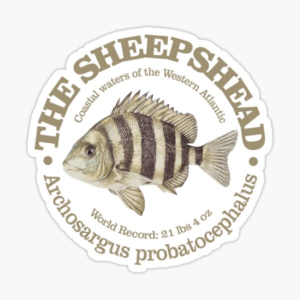 Sheepshead Fish Stickers for Sale