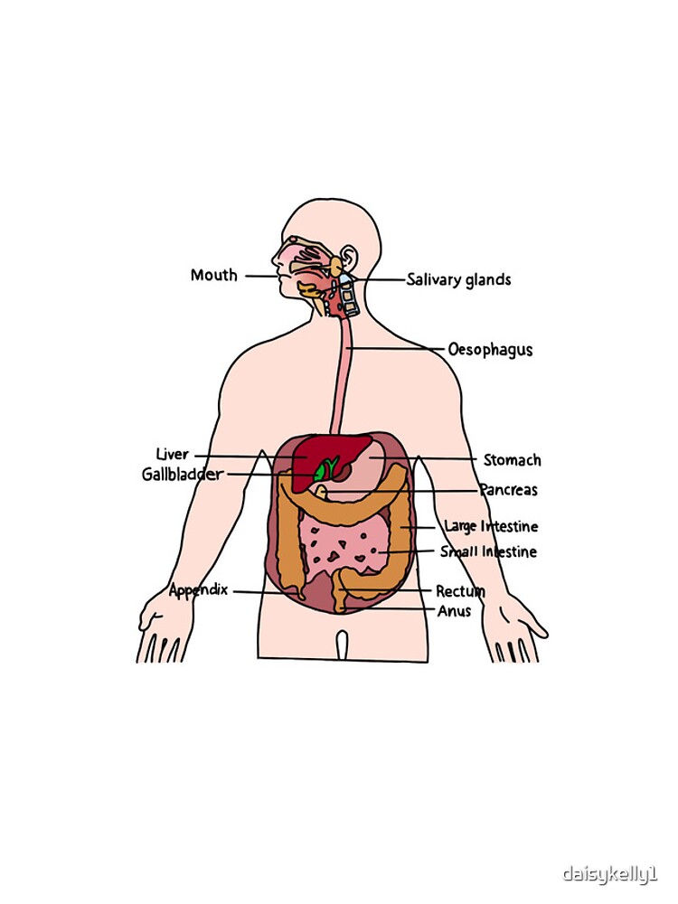 Thumbnail 4 of 4, iPhone Case, Digestive System designed and sold by daisykelly1.