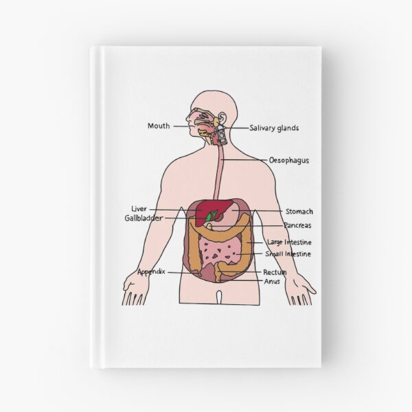 Item preview, Digestive System designed and sold by daisykelly1.