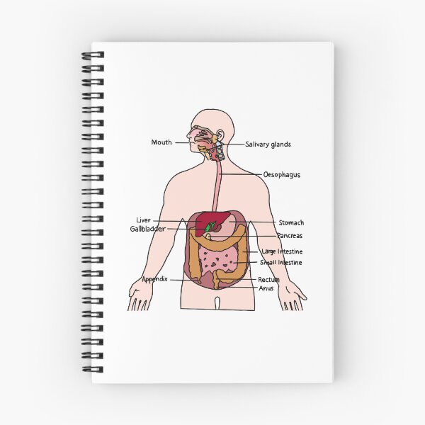 Item preview, Digestive System designed and sold by daisykelly1.