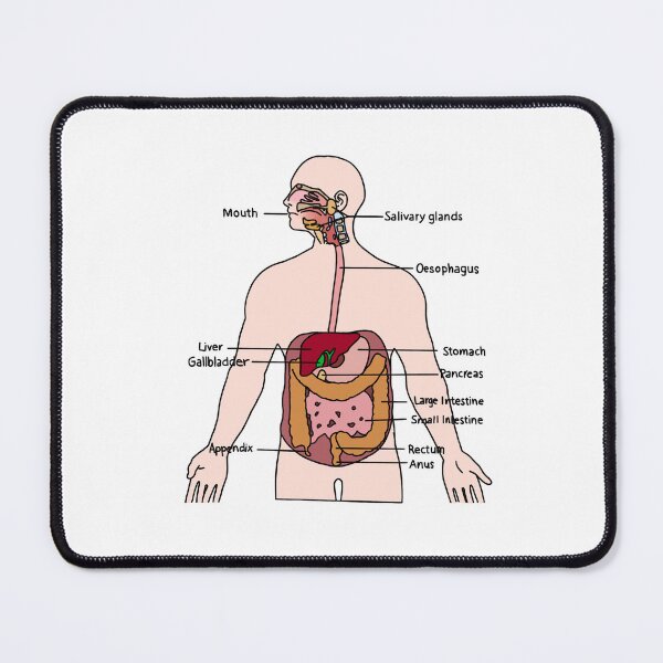 Item preview, Digestive System designed and sold by daisykelly1.