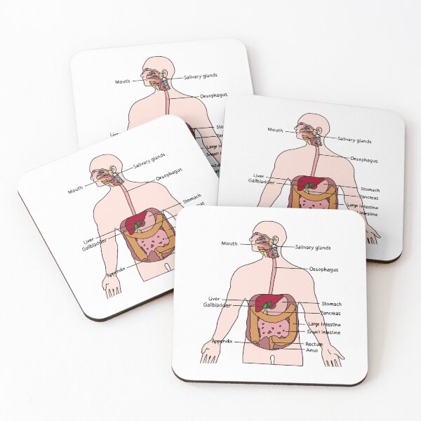 Item preview, Digestive System designed and sold by daisykelly1.
