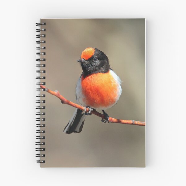 Item preview, Red-capped Robin  designed and sold by Seesee.