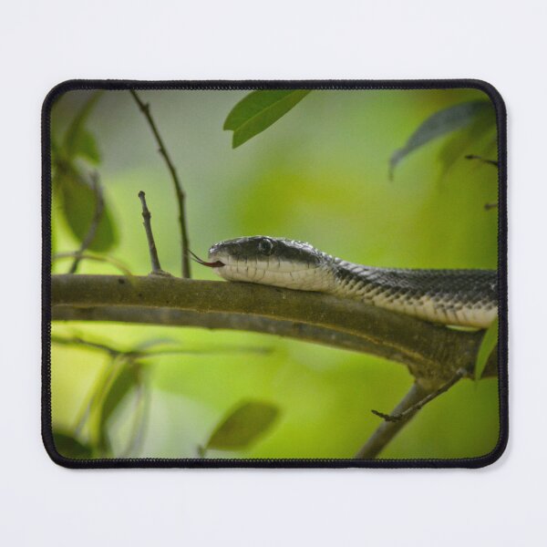Item preview, Chicken Snake designed and sold by depictionly.