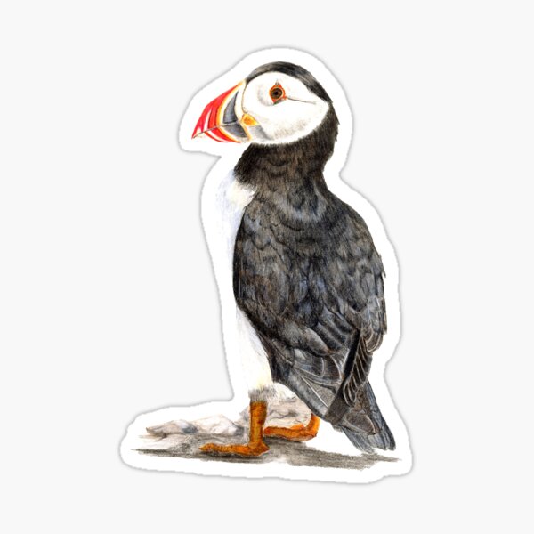 Puffin being a puffin Sticker