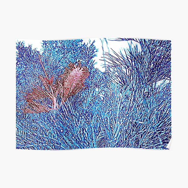 Red and Blue Grevillea Poster