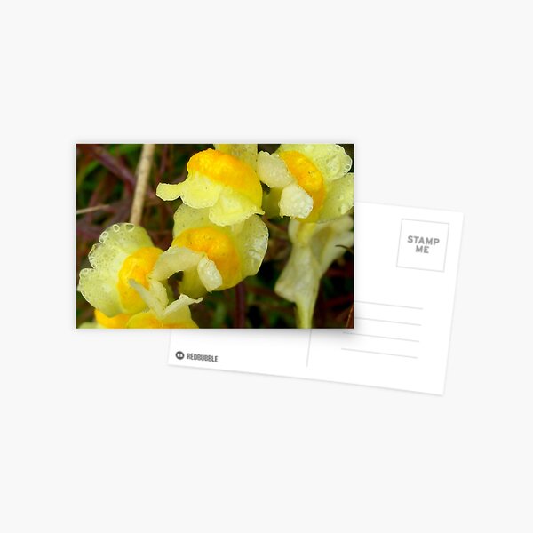 Yellow Rain Postcard