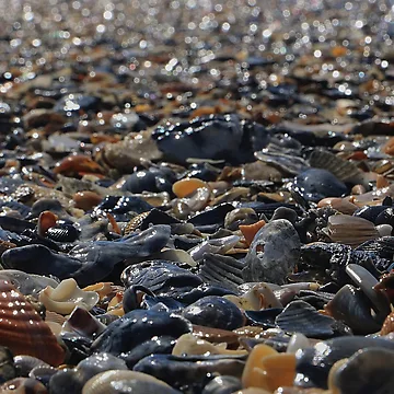 Artwork thumbnail, SeaShells by MortonDesigns