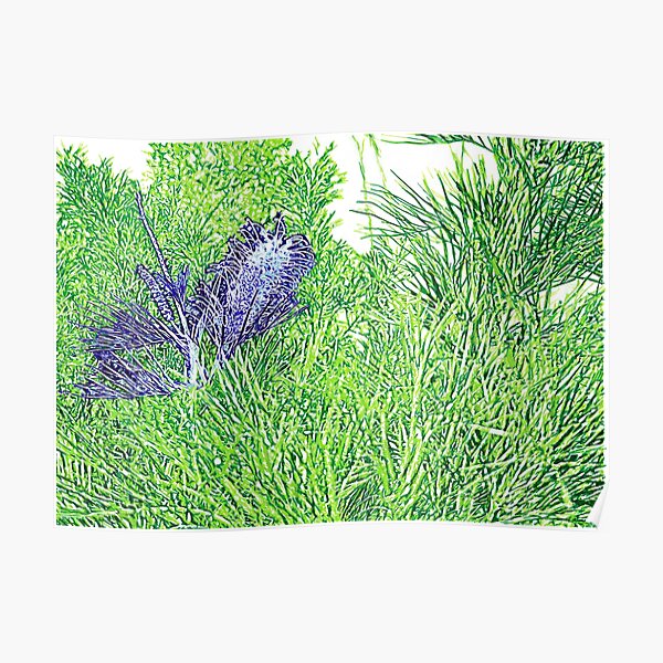 Green and Blue Grevillea Poster