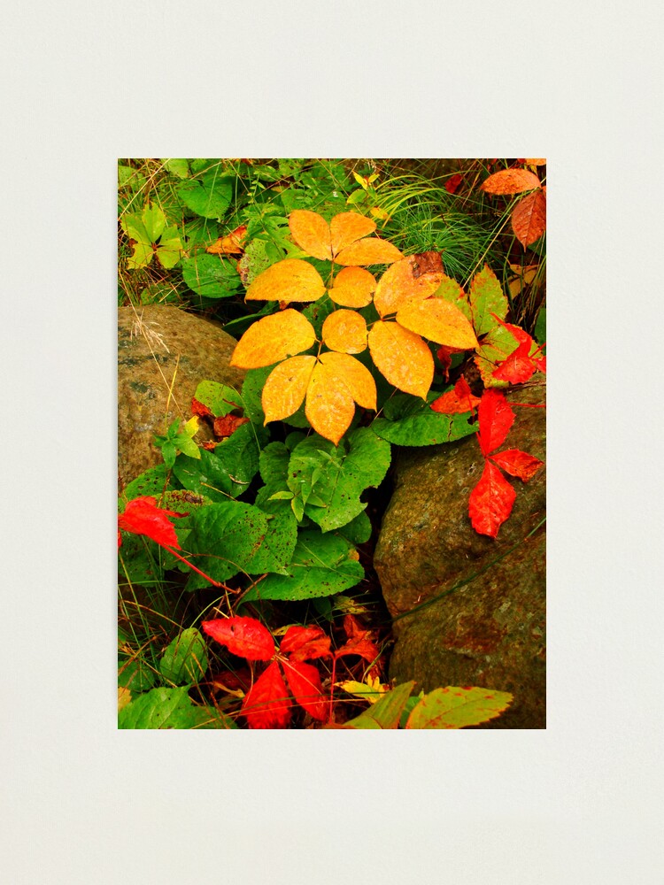 Alternate view of Essence of Life Photographic Print