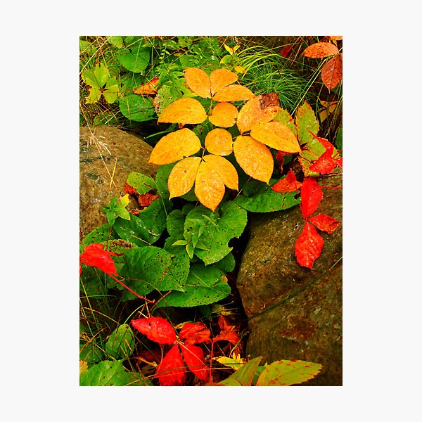 Essence of Life Photographic Print