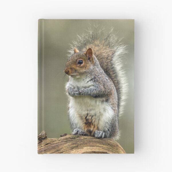 Item preview, Wild Grey Squirrel Portrait designed and sold by Alius Imago.