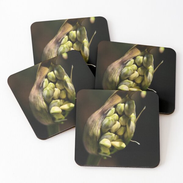 Item preview, Agapanthus Flower Buds designed and sold by Nickie.