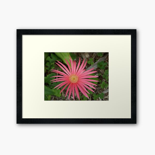 In the Pink #2 Framed Art Print