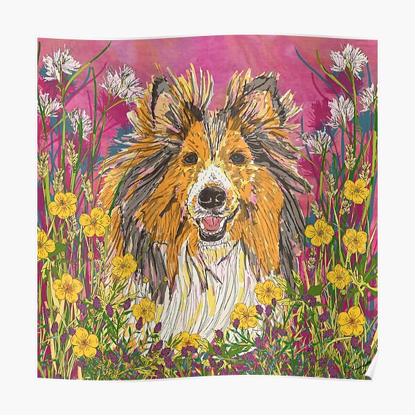 Sheltie Poster