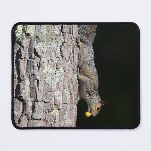 Item preview, Tree Squirrel with a Snack designed and sold by LisaNaturePhoto.